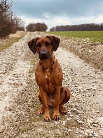 Rhodesian Ridgeback Züchter Kennel Magamba