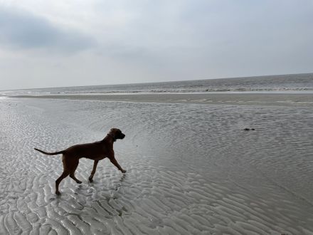 Rhodesian Ridgeback Züchter Kennel Magamba