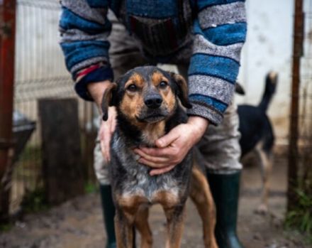 Socke sucht seine Familie