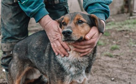 Socke sucht seine Familie