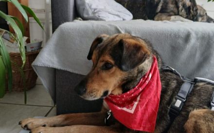 Socke sucht seine Familie