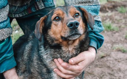 Socke sucht seine Familie