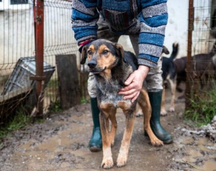 Socke sucht seine Familie