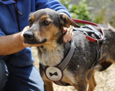 Socke sucht seine Familie