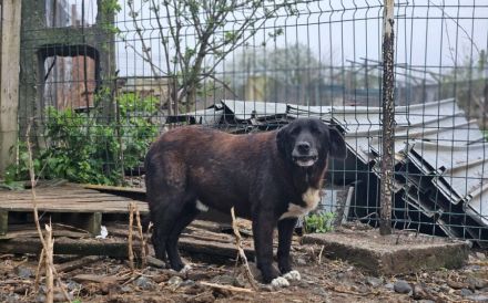 Mojo sucht ein emphatisches, liebevolles Zuhause!