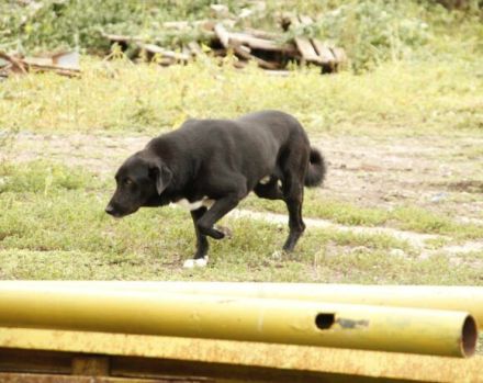 Mojo sucht ein emphatisches, liebevolles Zuhause!