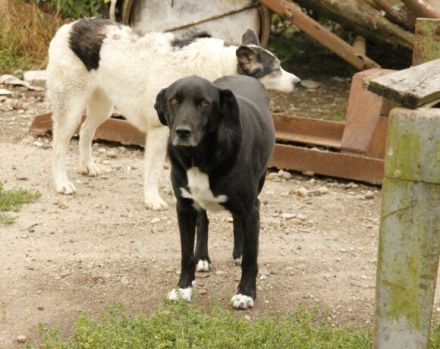 Mojo sucht ein emphatisches, liebevolles Zuhause!