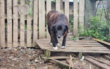 Mojo sucht ein emphatisches, liebevolles Zuhause!