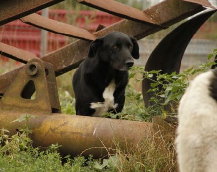 Mojo sucht ein emphatisches, liebevolles Zuhause!