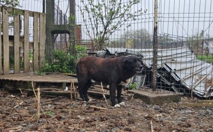 Mojo sucht ein emphatisches, liebevolles Zuhause!