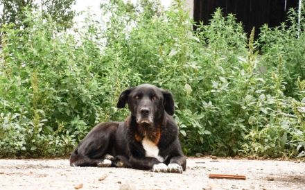 Mojo sucht ein emphatisches, liebevolles Zuhause!