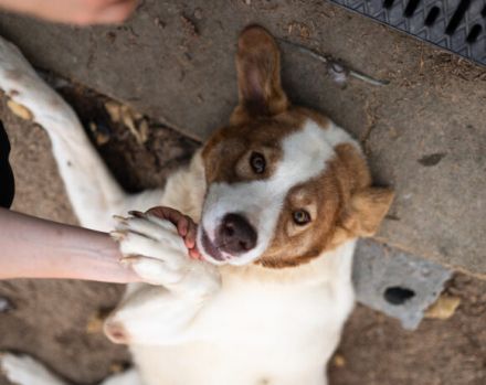 Süße, schlaue Lissy möchte endlich ankommen und sucht ihr Für-Immer-Zuhause.