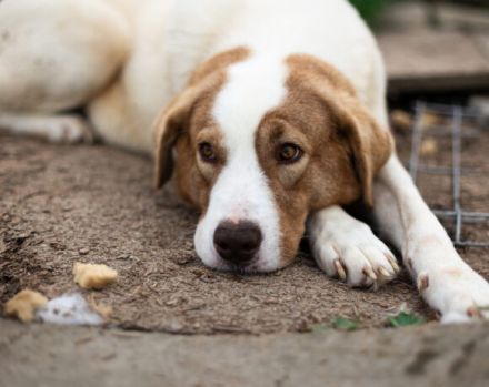 Süße, schlaue Lissy möchte endlich ankommen und sucht ihr Für-Immer-Zuhause.