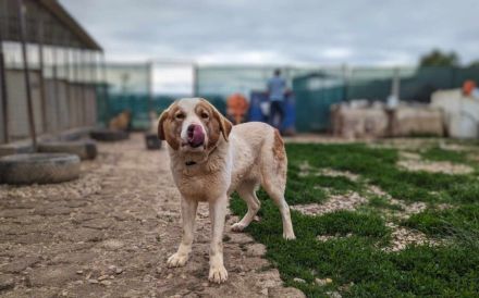 Süße, schlaue Lissy möchte endlich ankommen und sucht ihr Für-Immer-Zuhause.