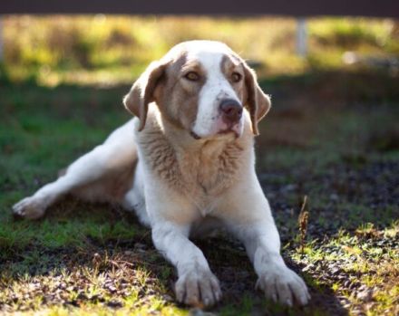 Süße, schlaue Lissy möchte endlich ankommen und sucht ihr Für-Immer-Zuhause.