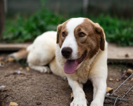 Süße, schlaue Lissy möchte endlich ankommen und sucht ihr Für-Immer-Zuhause.