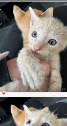Cornish Rex Mix Kitten