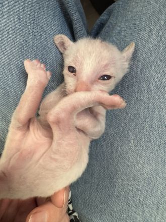 Cornish Rex Kitten
