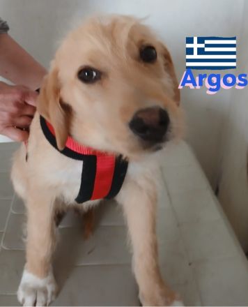 Amon, Argos und Athena, 12/24 - suchen aktive Menschen