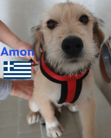 Amon, Argos und Athena, 12/24 - suchen aktive Menschen