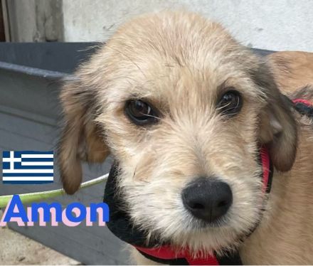 Amon, Argos und Athena, 12/24 - suchen aktive Menschen