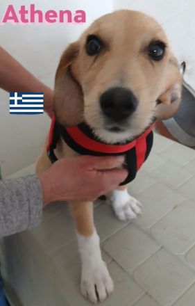 Amon, Argos und Athena, 12/24 - suchen aktive Menschen