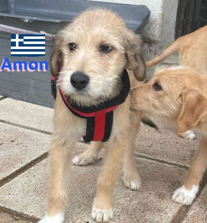 Amon, Argos und Athena, 12/24 - suchen aktive Menschen