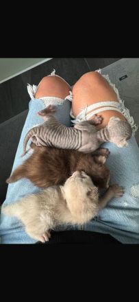 Sphynx/Cornish Rex kitten mit Tasthaaren