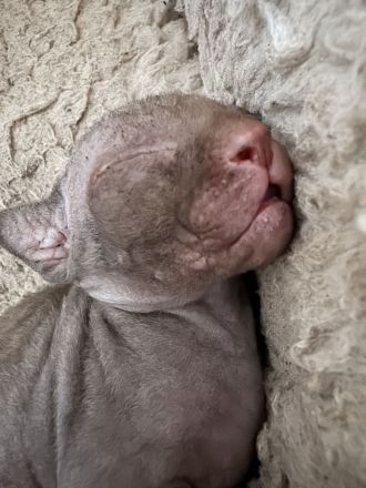 Sphynx/Cornish Rex kitten mit Tasthaaren