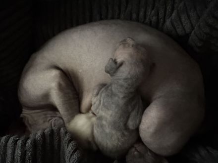 Sphynx/Cornish Rex kitten mit Tasthaaren