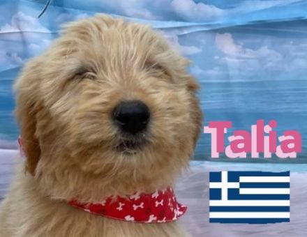 Talia und Tara, 01/25 - 2 Wuschelköpfe auf der Suche nach ihren Familien