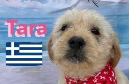 Talia und Tara, 01/25 - 2 Wuschelköpfe auf der Suche nach ihren Familien