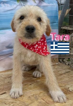 Talia und Tara, 01/25 - 2 Wuschelköpfe auf der Suche nach ihren Familien