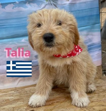 Talia und Tara, 01/25 - 2 Wuschelköpfe auf der Suche nach ihren Familien