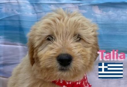 Talia und Tara, 01/25 - 2 Wuschelköpfe auf der Suche nach ihren Familien