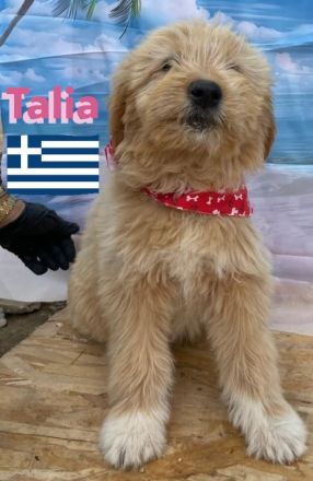 Talia und Tara, 01/25 - 2 Wuschelköpfe auf der Suche nach ihren Familien