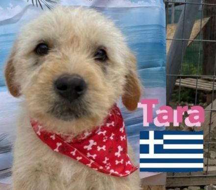 Talia und Tara, 01/25 - 2 Wuschelköpfe auf der Suche nach ihren Familien