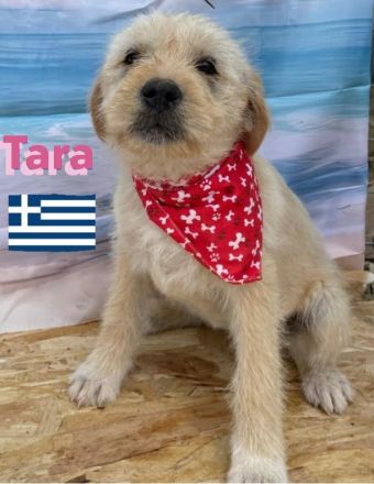 Talia und Tara, 01/25 - 2 Wuschelköpfe auf der Suche nach ihren Familien