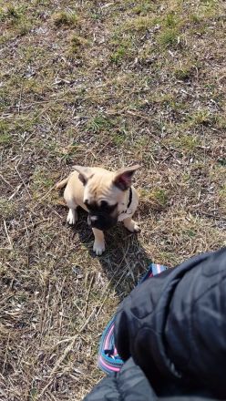 Französische Bulldogge