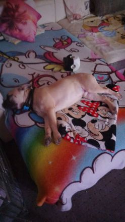 Französische Bulldogge