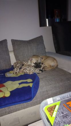 Französische Bulldogge