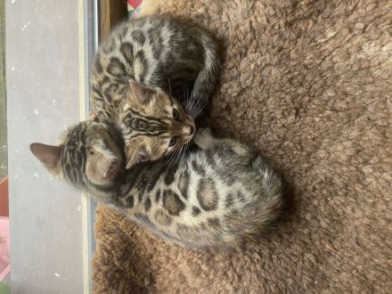 2 Süße, wunderschöne, reinrassige Bengalkitten mit Stammbaum