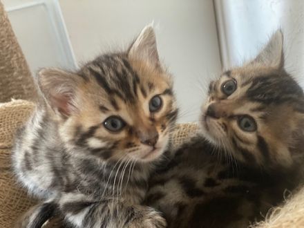 2 Süße, wunderschöne, reinrassige Bengalkitten mit Stammbaum