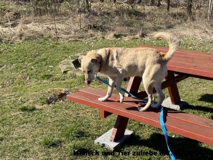 Lenny, freundlich und aufmerksam