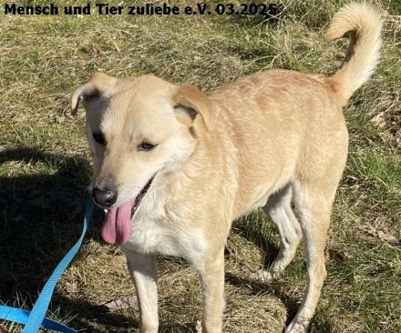 Lenny, freundlich und aufmerksam