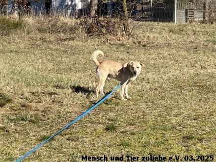 Lenny, freundlich und aufmerksam