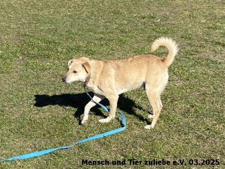Lenny, freundlich und aufmerksam
