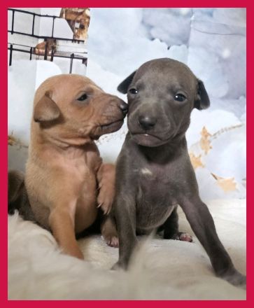 Italienisches Windspiel * 2 Welpen aus qualifizierter Liebhaberzucht *FCI