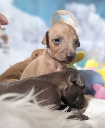 Italienisches Windspiel * 2 Welpen aus qualifizierter Liebhaberzucht *FCI