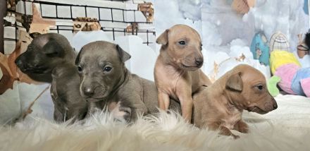 Italienisches Windspiel * 2 Welpen aus qualifizierter Liebhaberzucht *FCI